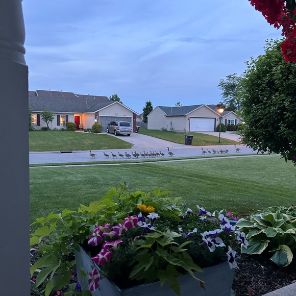 FRANCO SARTO slip on brown leather thong sandals size 8.5 M EUC - Picture 4 of 8